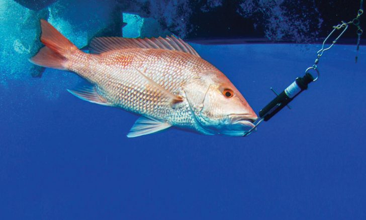 New Requirements For Atlantic Snapper/Grouper Anglers - Coastal Angler ...