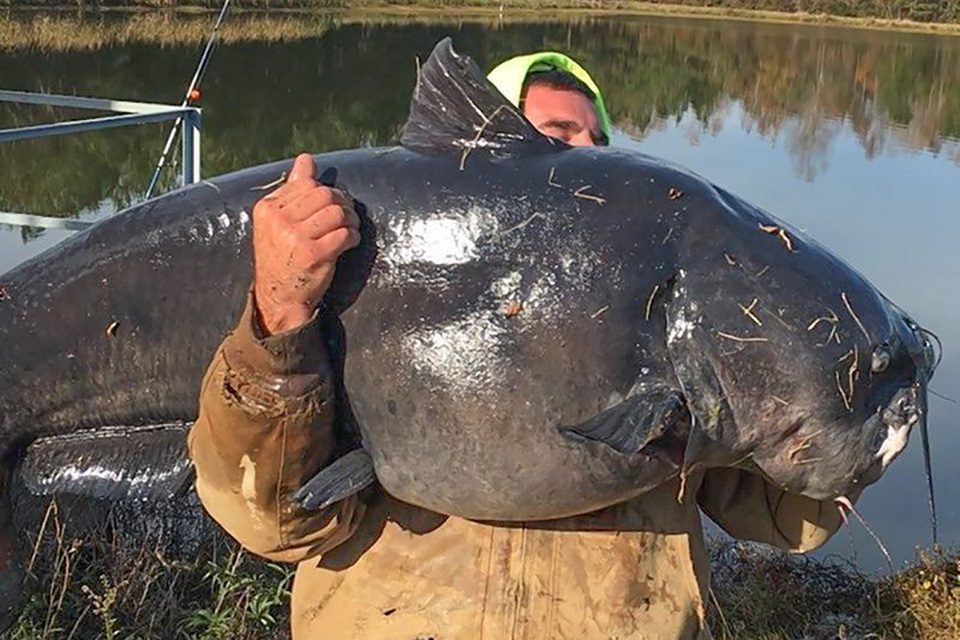 Man Reels In Massive 112 Pound Catfish Coastal Angler & The Angler