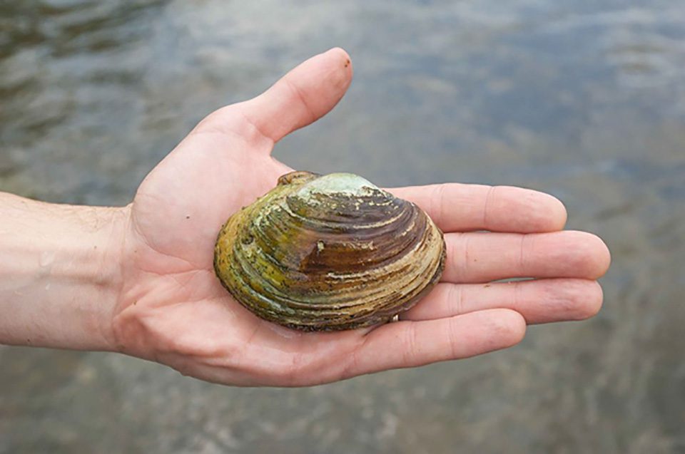 Freshwater mussels may be disappearing for several reasons Coastal