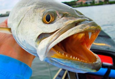 Gator Hunting: Fishing For Monster Speckled Trout In Texas