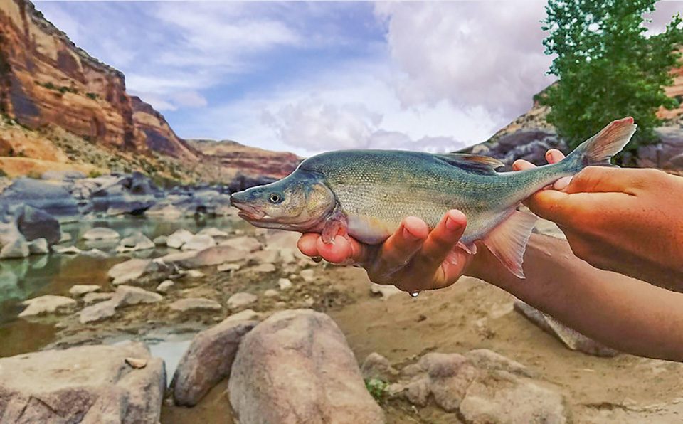 A rare native Colorado River fish is making a comeback! - Coastal