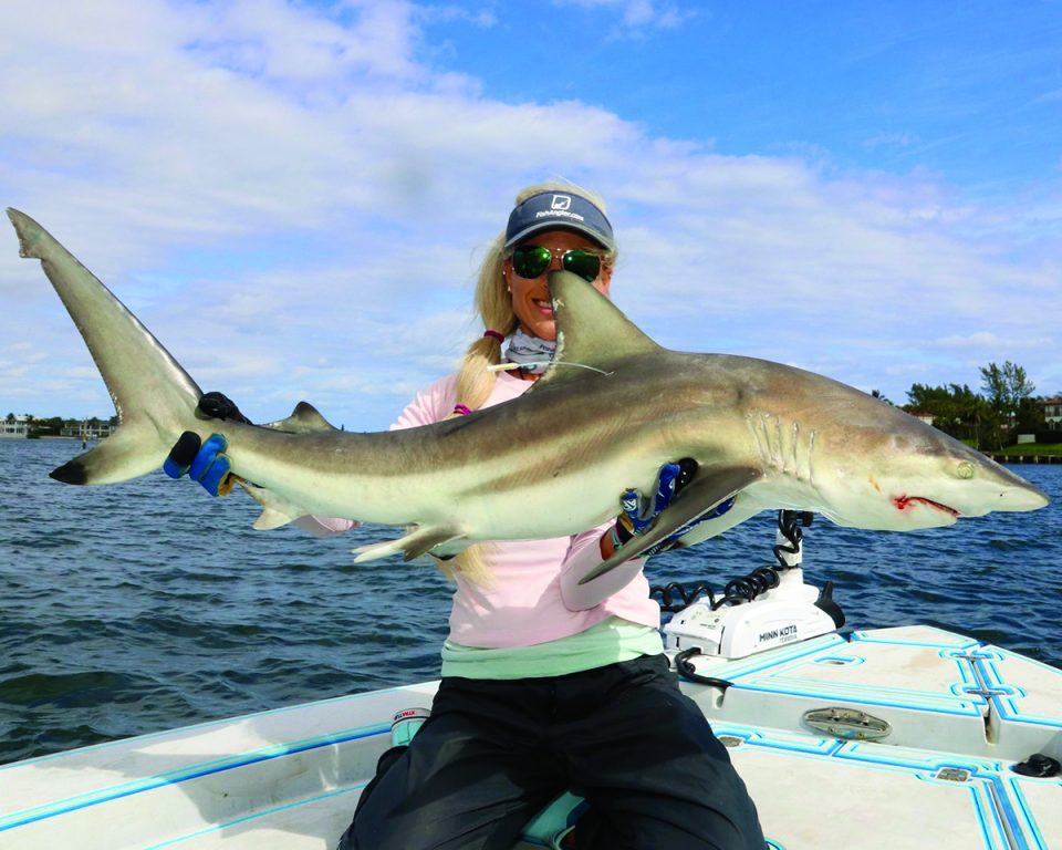 Blacktip shark, catch and release - Coastal Angler & The Angler Magazine