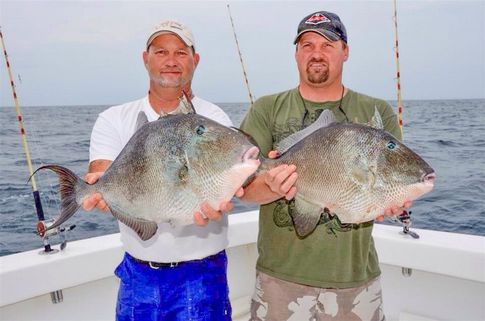 Gray triggerfish opens March 1 in Gulf state and federal waters