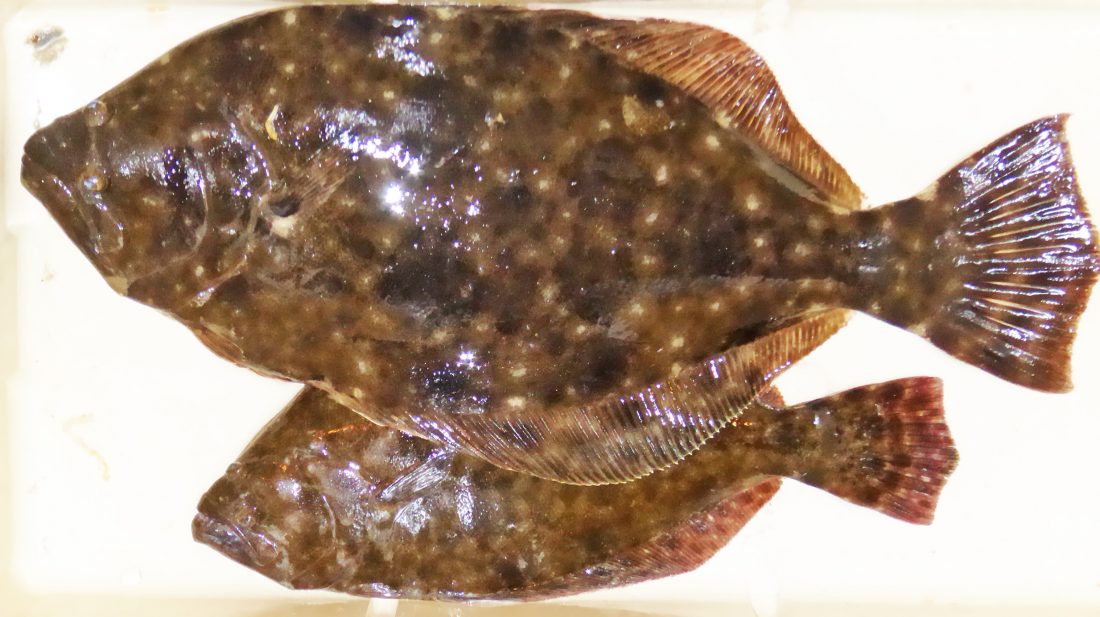 Are We Losing Our Flounder in South Carolina? By Jiggin Jerry Coastal