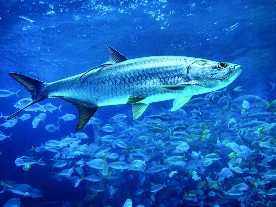 Atlantic Tarpon | Coastal Angler & The Angler Magazine