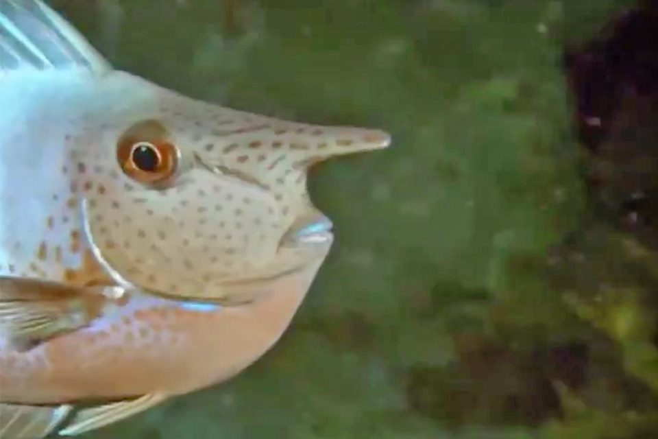 Four marine animals that have unicornlike horns Coastal Angler & The