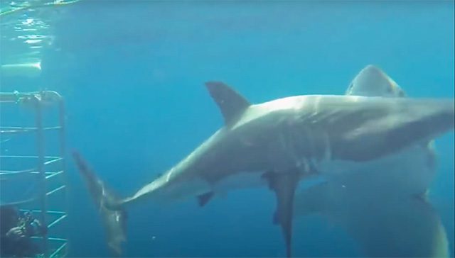 Great White Shark vs. Great White Shark | Coastal Angler & The Angler Magazine