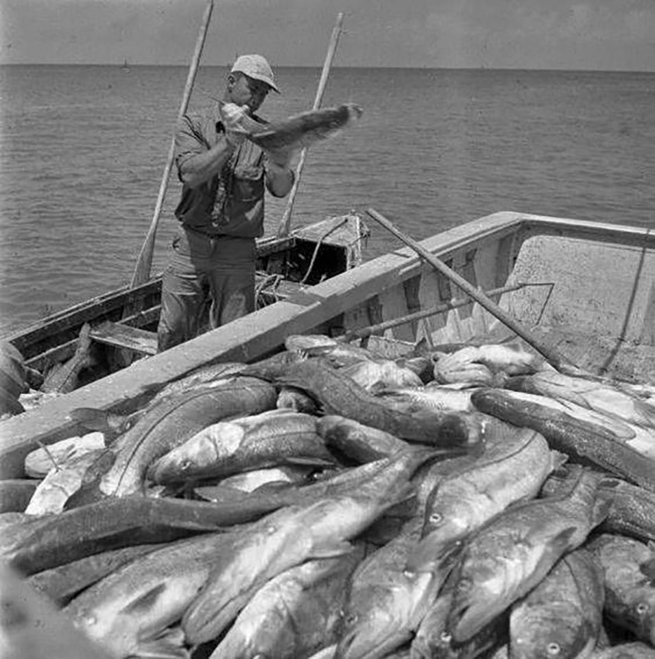 Commercial snook fishing in 1949 - Coastal Angler & The Angler
