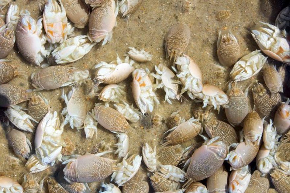 Catching Sand Fleas And Hooking Them Properly - Coastal Angler & The Angler  Magazine