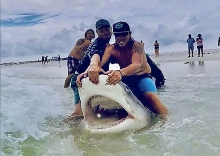 Group catches Tiger Shark on Navarre Beach Coastal Angler & The