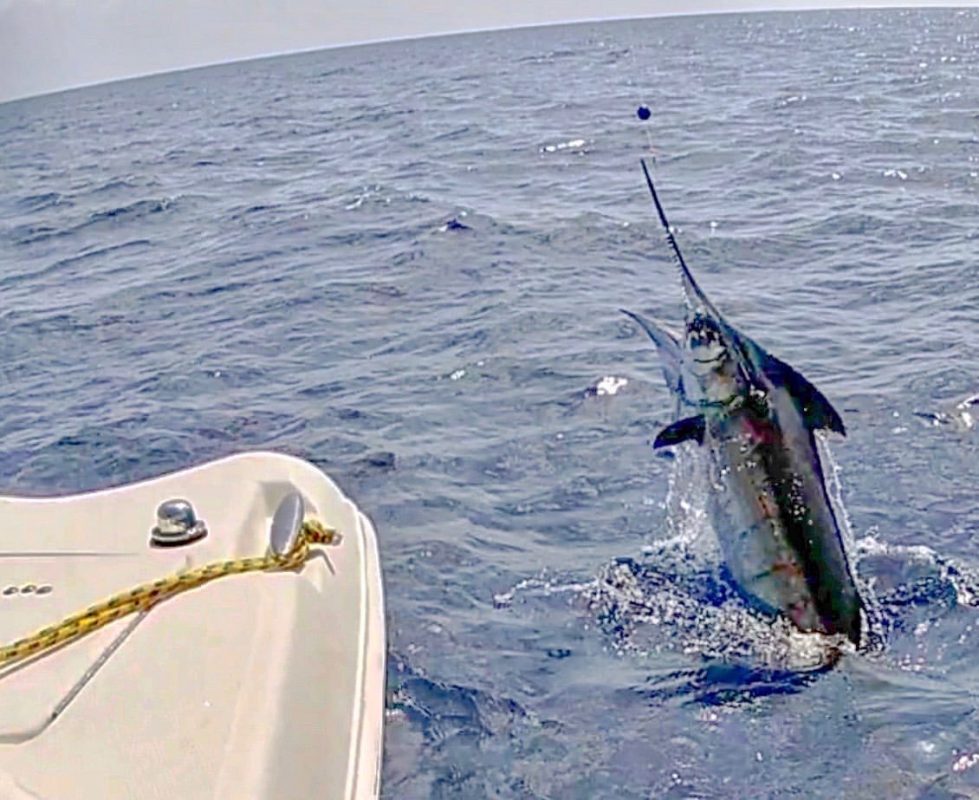 First Florida Marlin! - Coastal Angler & The Angler Magazine