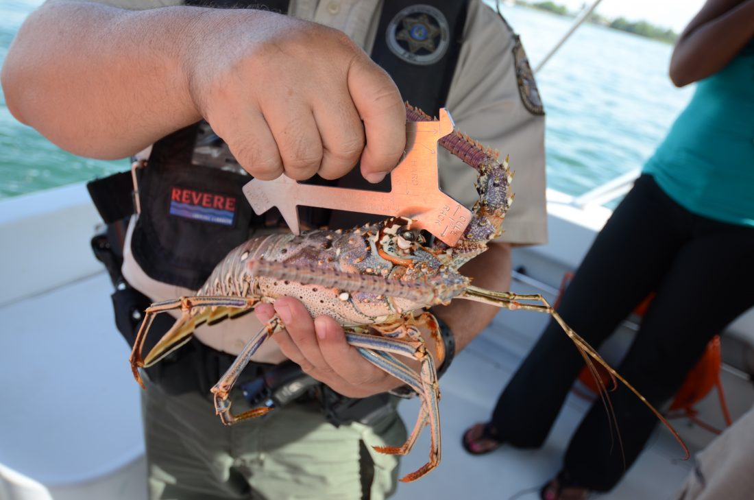 FWC News TwoDay Mini Lobster Season Coastal Angler & The Angler
