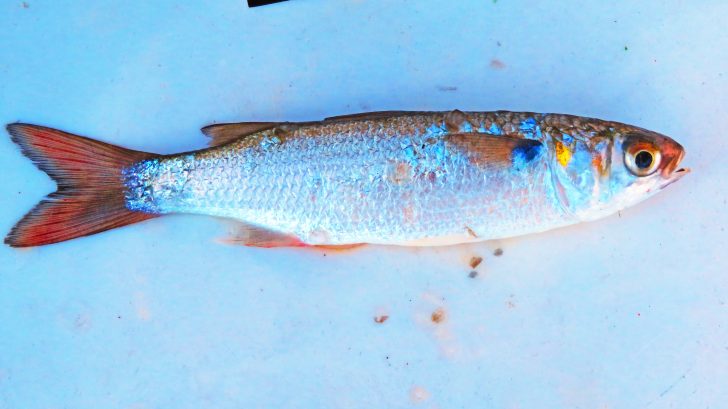 The Best Cut Mullet Bait: How to Rig Cut Mullet - Florida Sportsman