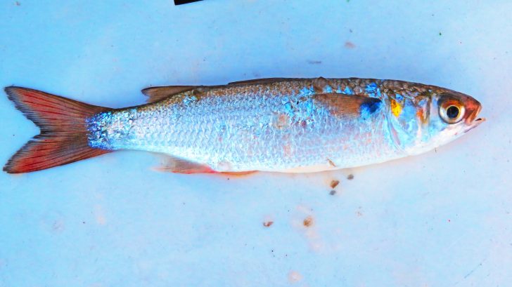 Finger Mullet ”A Catch All” Bait – By Jiggin Jerry - Coastal