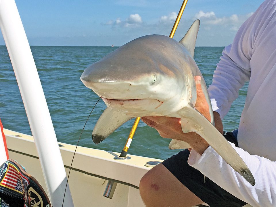 North Carolina Now Requires Circle Hooks For Shark Fishing