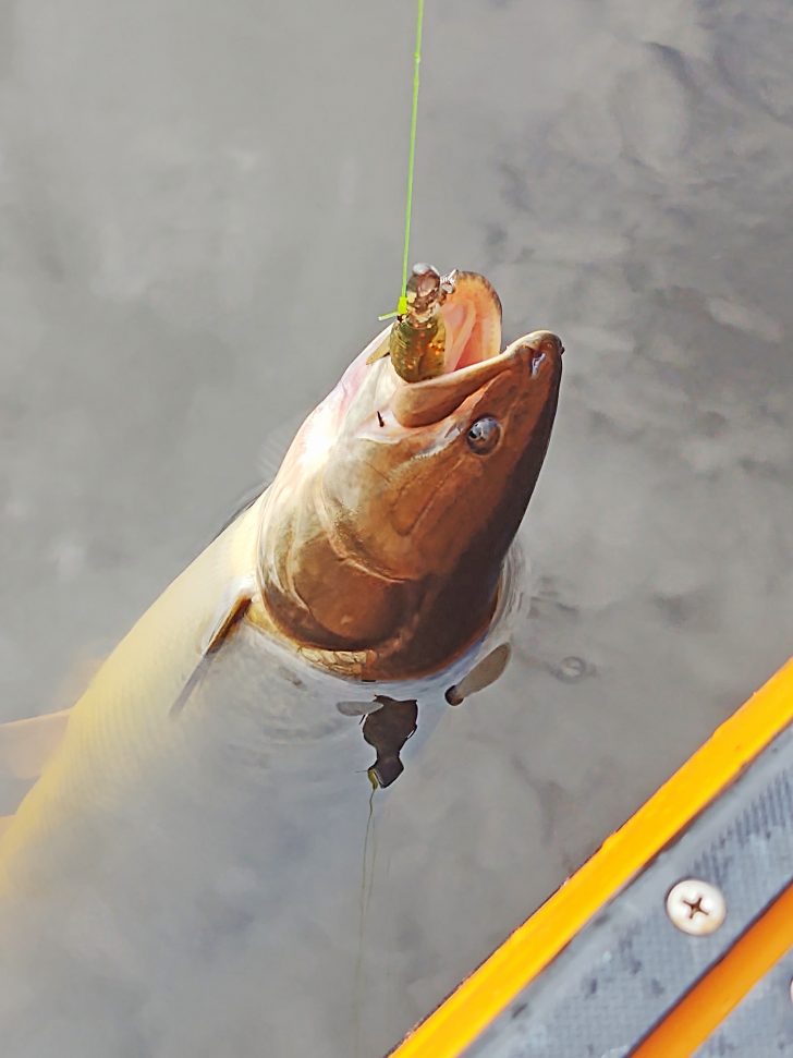 Lure Fishing For Bowfin