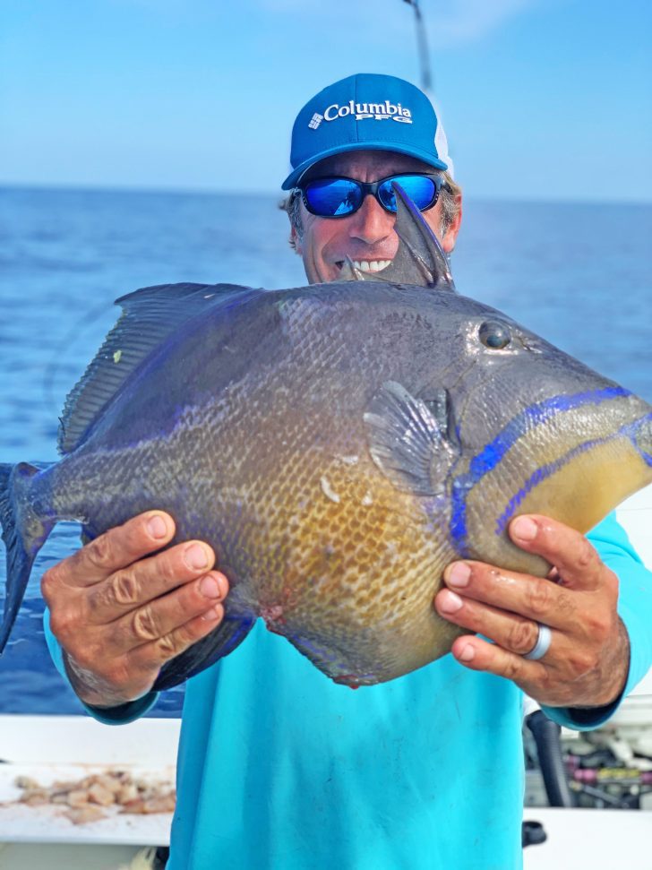 Grey Triggerfish - SCALLYWAG CHARTERS 