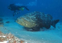Goliath Grouper
