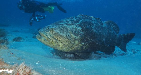 Goliath Grouper