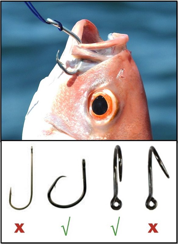 Circle Hooks VS J-Hooks (What Should You Use With Live Bait?)