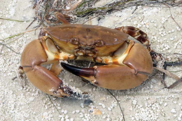 Stone Crab Harvest Opens October 15 with Regs Changes | Coastal Angler