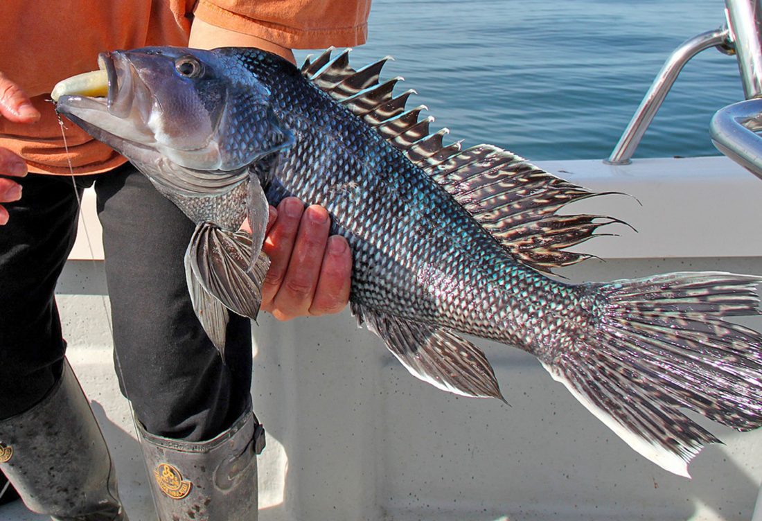 Targeting Big Black Sea Bass By Captain Will Adams   Gorgeous Black Sea Bass 1100x752 