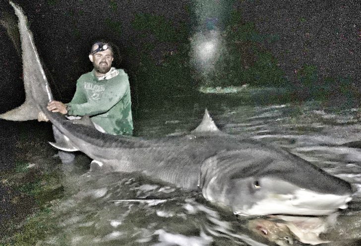 Hammer Time! Chasing Monster Sharks from the Beach By James