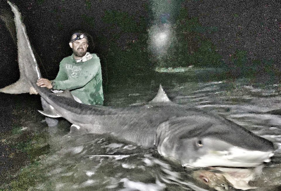 Monster tiger shark caught at North Topsail Beach