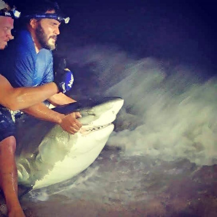 Hammer Time! Chasing Monster Sharks from the Beach By James Strange -  Coastal Angler & The Angler Magazine