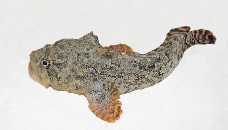 SPECIES SPOTLIGHT: Gulf Toadfish - Coastal Angler & The Angler Magazine