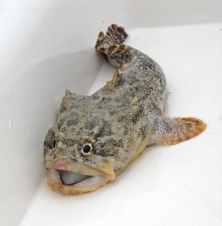 leopard toadfish