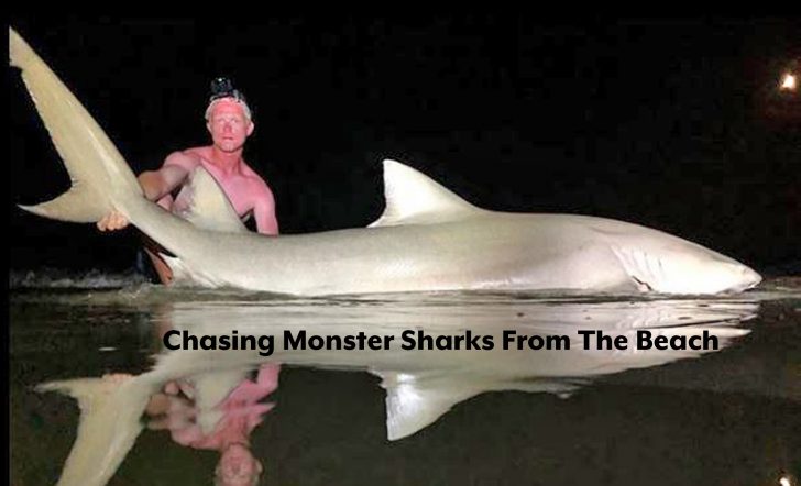 Hammer Time! Chasing Monster Sharks from the Beach By James