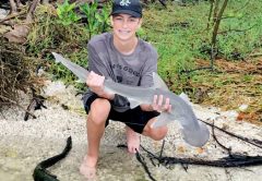 Third time's the charm! After a previous run in with this beautiful bonnethead shark—hooking him twice in the same day (he broke off both times!)—weeks later, Brandon Alexander went back to the same spot in the Indian River Lagoon and managed to land him after a 10 minute fight using light tackle!