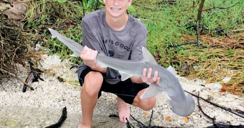 Third time's the charm! After a previous run in with this beautiful bonnethead shark—hooking him twice in the same day (he broke off both times!)—weeks later, Brandon Alexander went back to the same spot in the Indian River Lagoon and managed to land him after a 10 minute fight using light tackle!