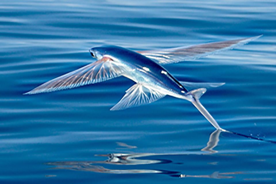 Flying fish picked off from air and sea | Coastal Angler & The Angler