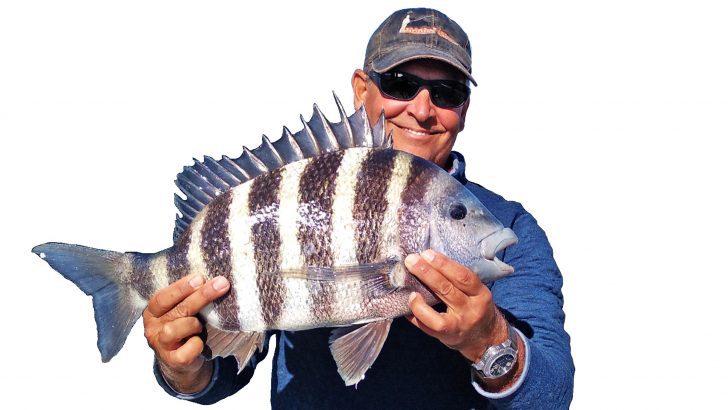 sheepshead fish bite