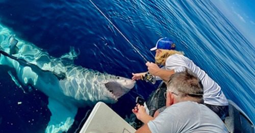 Boat captain pets great white shark off the Suncoast | Coastal Angler ...