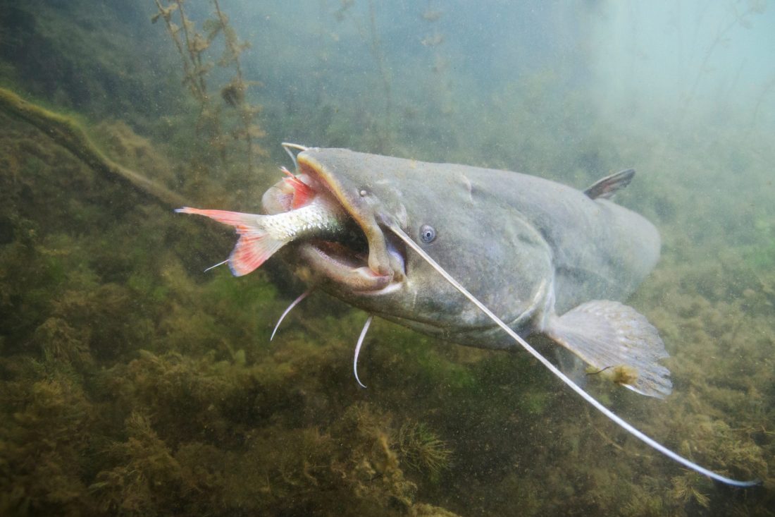 Flathead Catfish