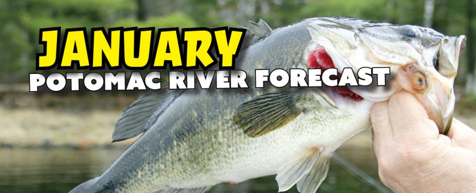 January Potomac River Forecast Coastal Angler The Angler Magazine