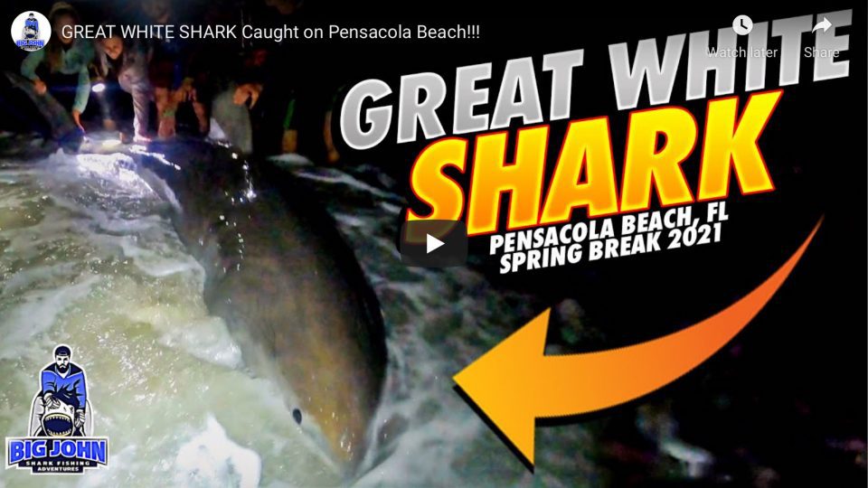 Great White Shark Caught on Pensacola Beach, FL Coastal Angler & The