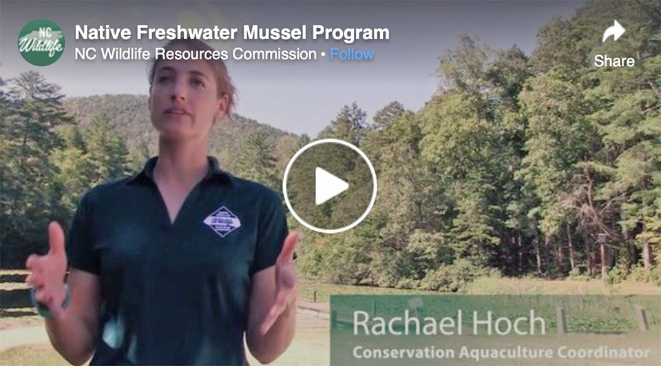 North Carolina’s native freshwater mussels play an important role in