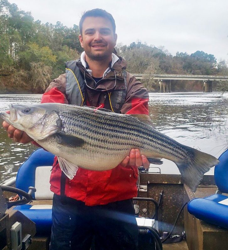 Striped Bass Fishing Opportunities In Florida - Coastal Angler & The ...