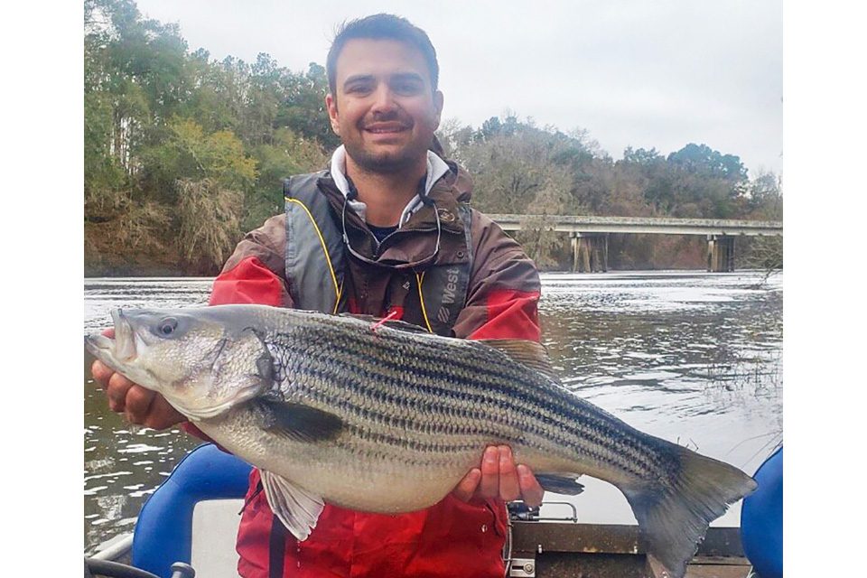 Striped Bass Fishing Opportunities In Florida - Coastal Angler