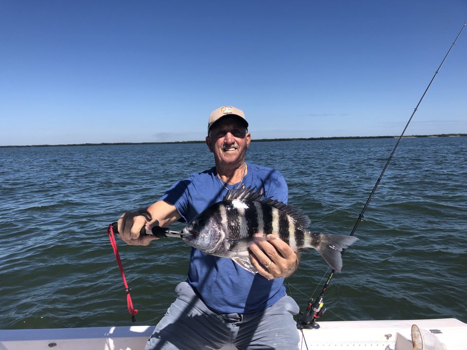 Tony Destefano Caught This 18” Sheepshead Out On Charlotte Harbor Reef