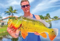 Keegan Huston caught and released a beautiful male peacock while fishing with South Florida Fishing Charters.