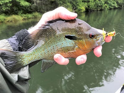 Fly Fishing Topwater Popper Largemouth #Bass in Lakes 