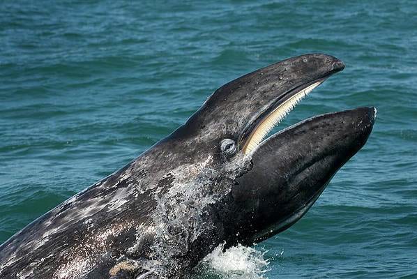 Man Swallowed By Whale Lives To Tell the Tale! | Coastal Angler & The