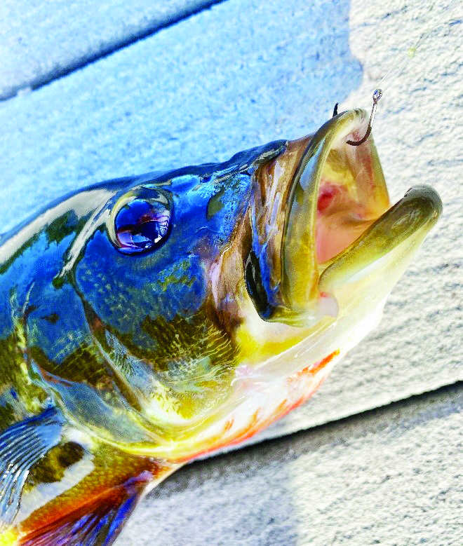 Fishing Live Shiners - Coastal Angler & The Angler Magazine