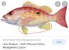 Fish School: Snapper Identification - Coastal Angler & The Angler Magazine