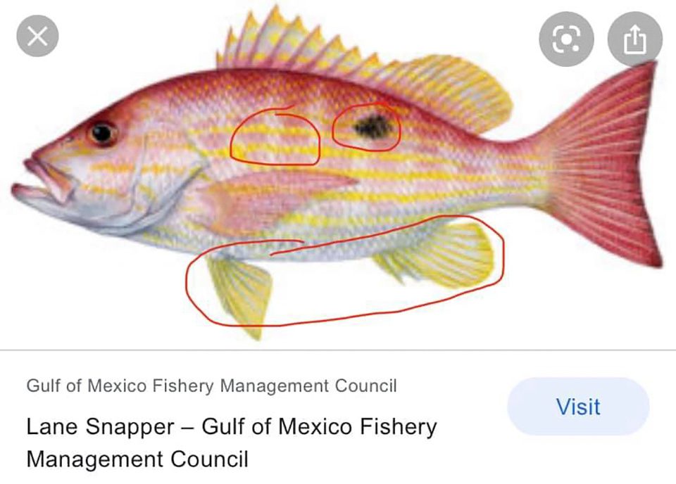 Snapper - Species Guide
